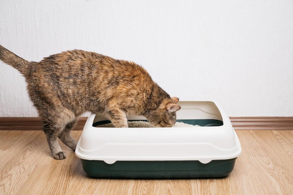 Tipos de arena para gatos